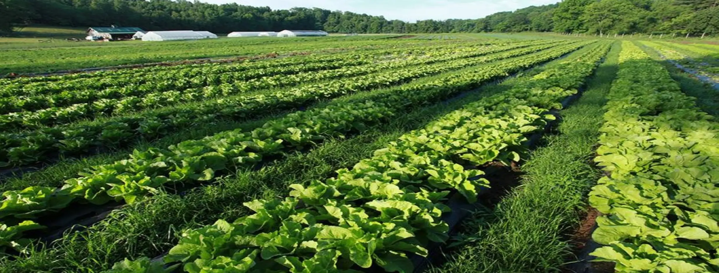 Image for Organic Farm Visits